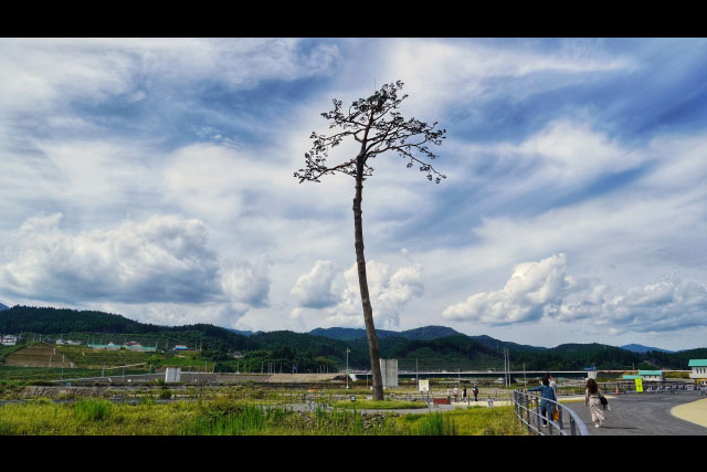 奇跡の一本松