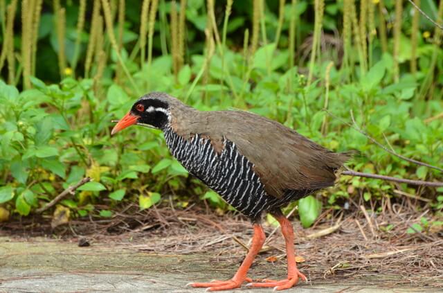 やんばる国立公園 ヤンバルクイナ